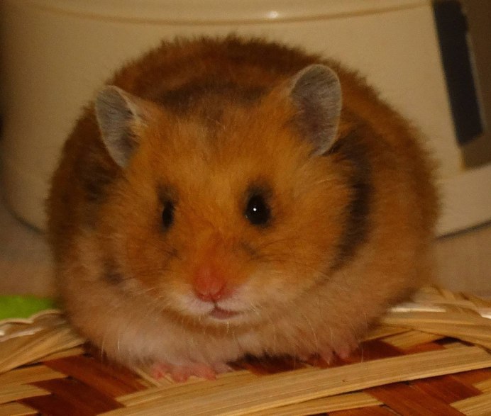 Джунгарский и сирийский хомяк