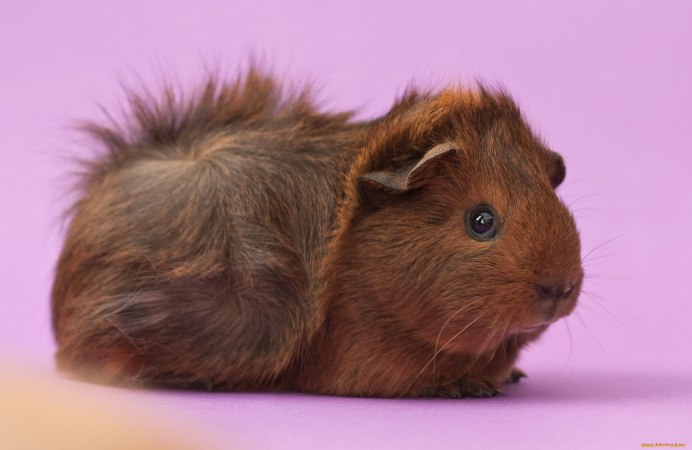 Мягкие игрушки хомячки с пленниками внутри