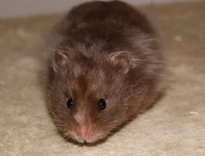 Сирийский хомяк коричневый