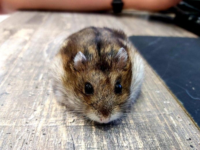 Чёрный сирийский хомяк хомяк