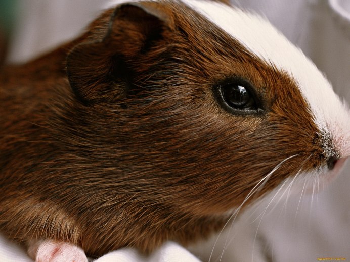 Сирийский хомячок на руках