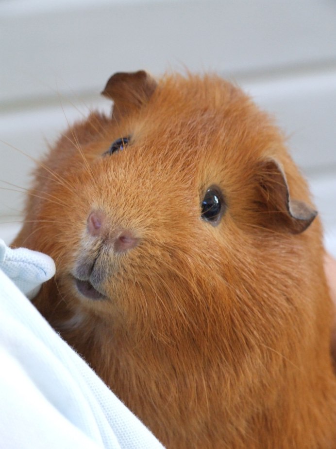 Hommy Original / мягкая игрушка хомяк 3в1 с пледом внутри