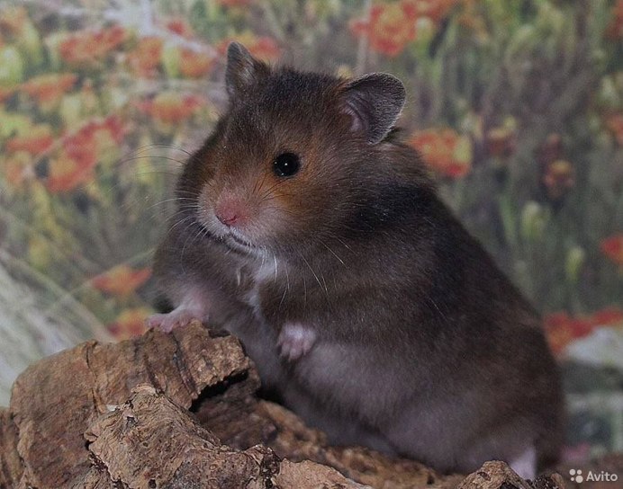 Сирийский хомяк агути