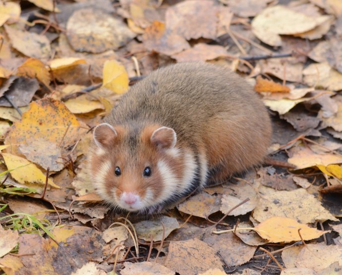 Сирийский хомяк золотистый