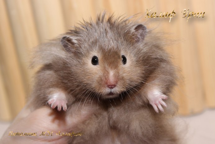 Хомячок домашний