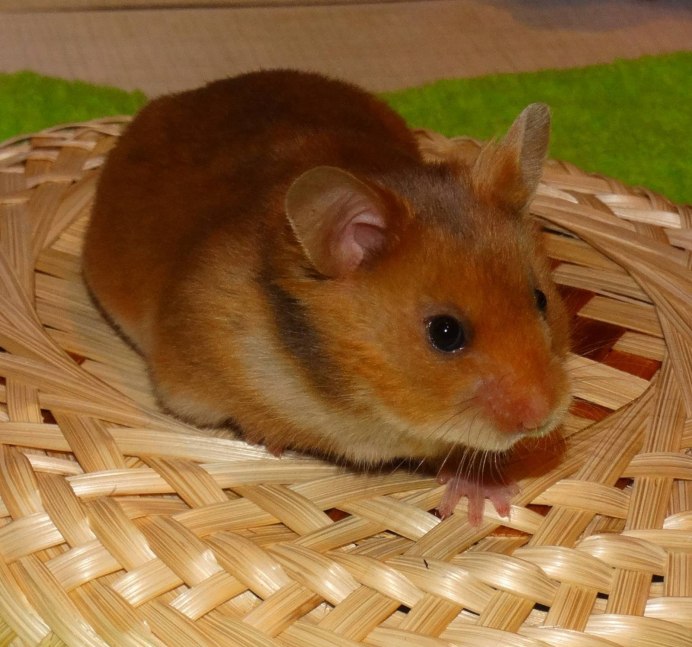 Сирийский хомяк золотистый