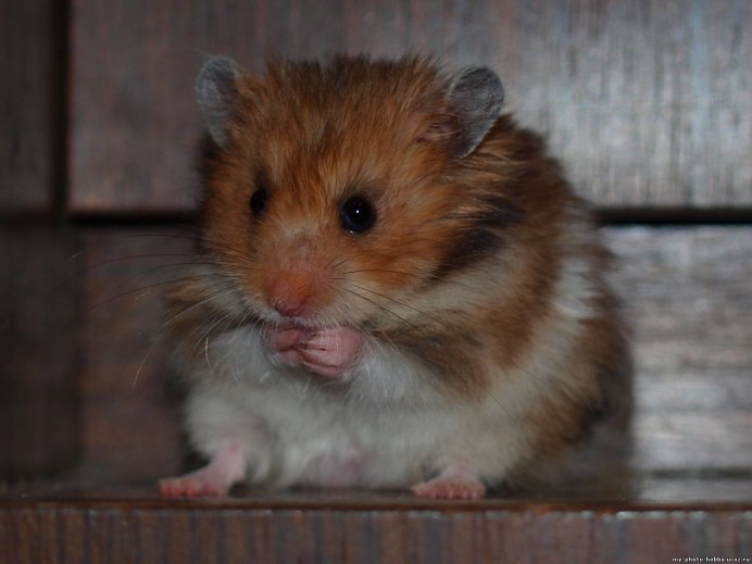 Сирийский хомяк золотистый