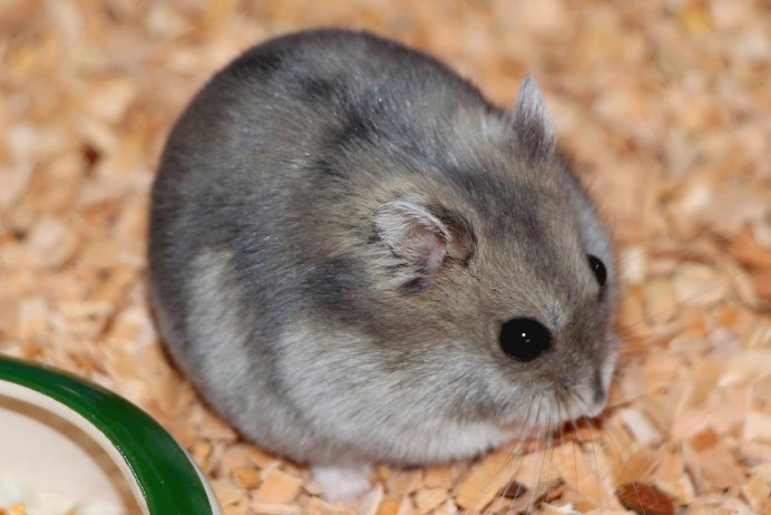 Морская Свинка агути гладкая