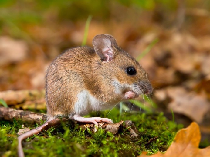 Мышь-Малютка – Micromys minutus
