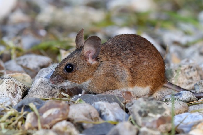 Apodemus sylvaticus