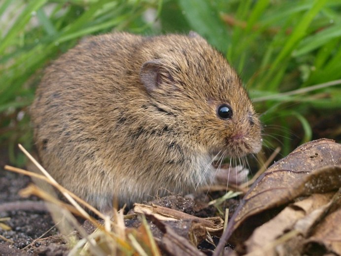 Лесная мышь (Apodemus sylvaticus)