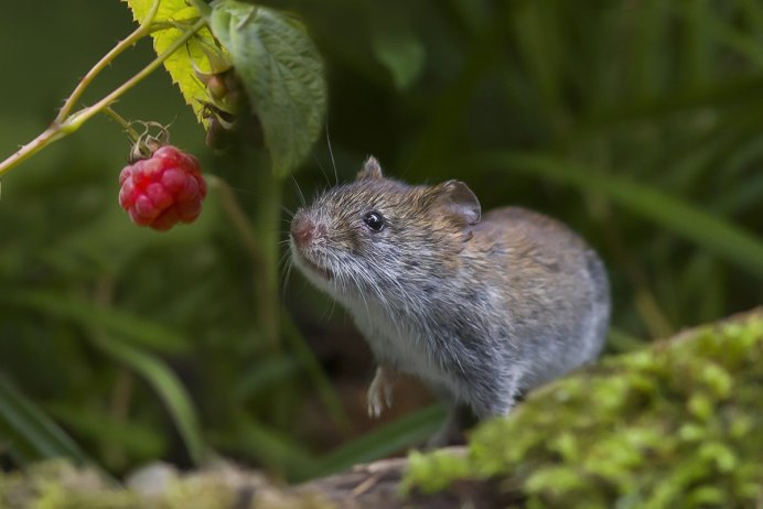 Оленья мышь Peromyscus maniculatus