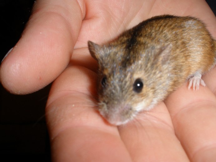 Лесная мышь (Apodemus sylvaticus)