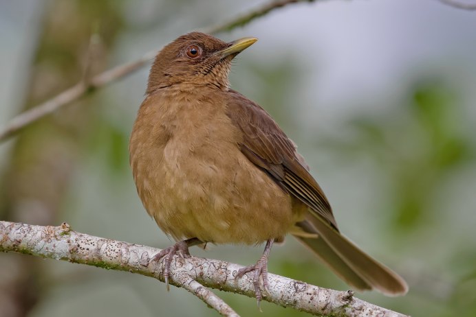 Бледногрудый Дрозд