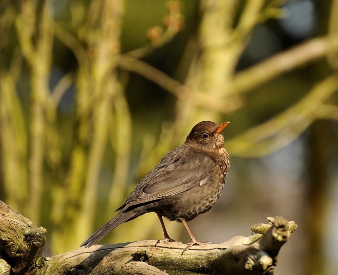 Серая птица с длинным хвостом