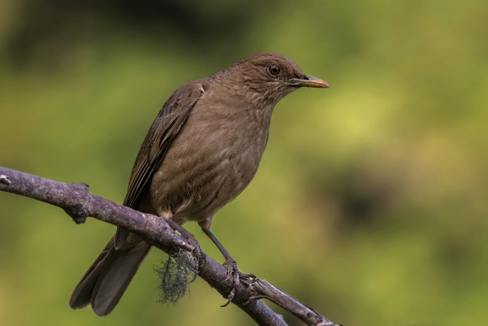 Кремовобрюхий Дрозд