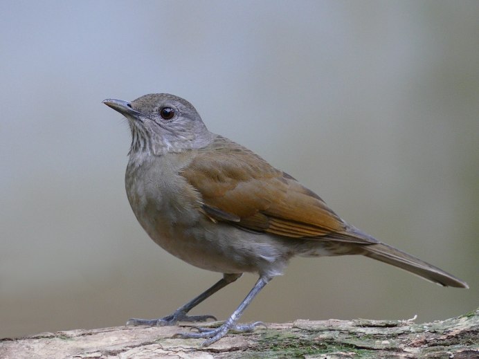 Turdus amaurochalinus