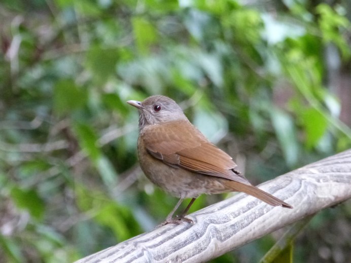 Молодой Дрозд