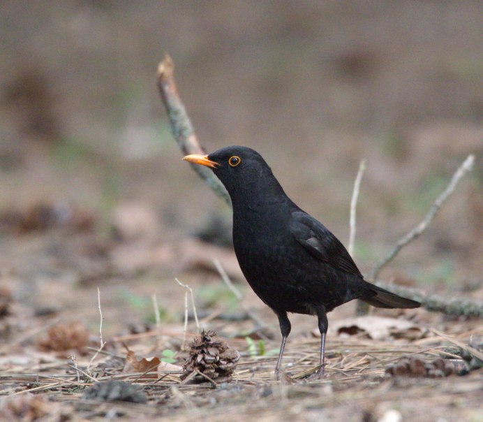 Бледногрудый Дрозд ареал