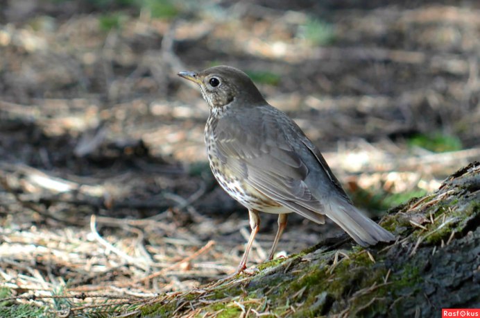 Самка черного дрозда окрас