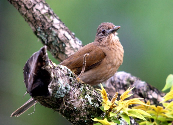 Длинноклювый Земляной Дрозд