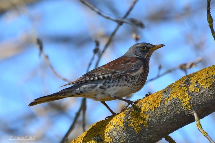 Бледногрудый Дрозд