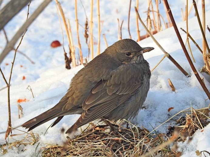 Кремовобрюхий Дрозд