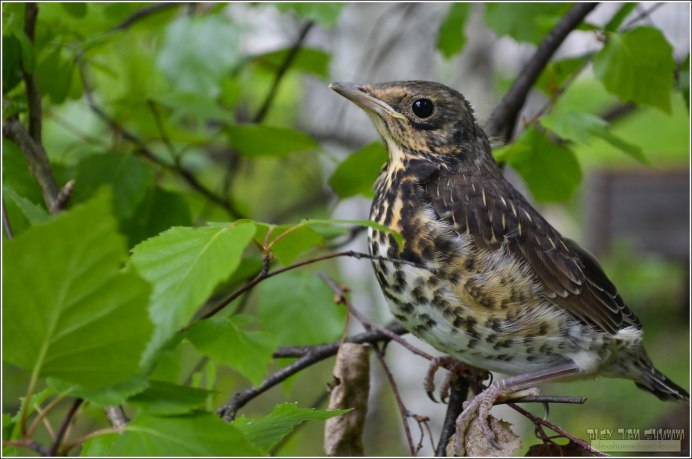 МАКАННЫ Шемас. Мой рыжий Дрозд