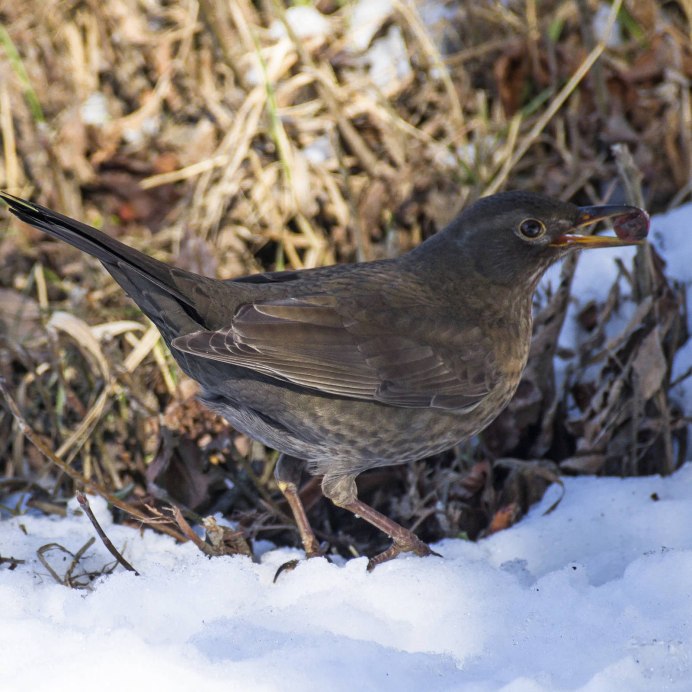 Чернозобый Дрозд