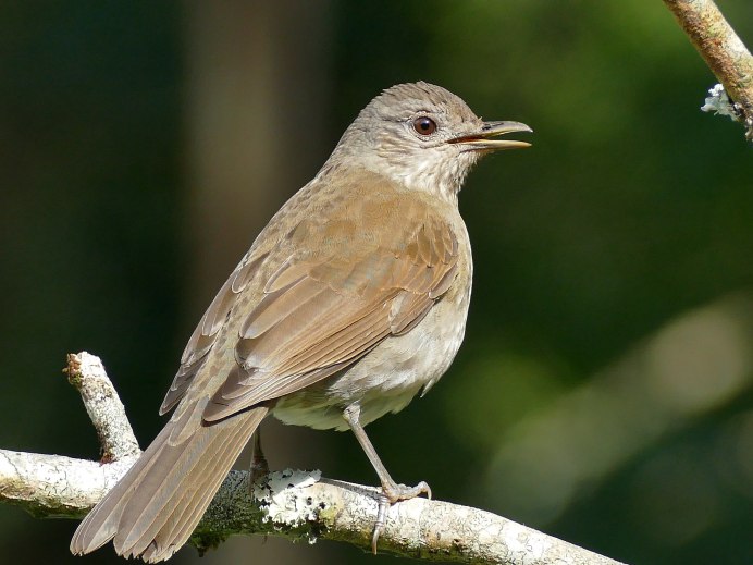 Бледногрудый Дрозд настоящие Дрозды