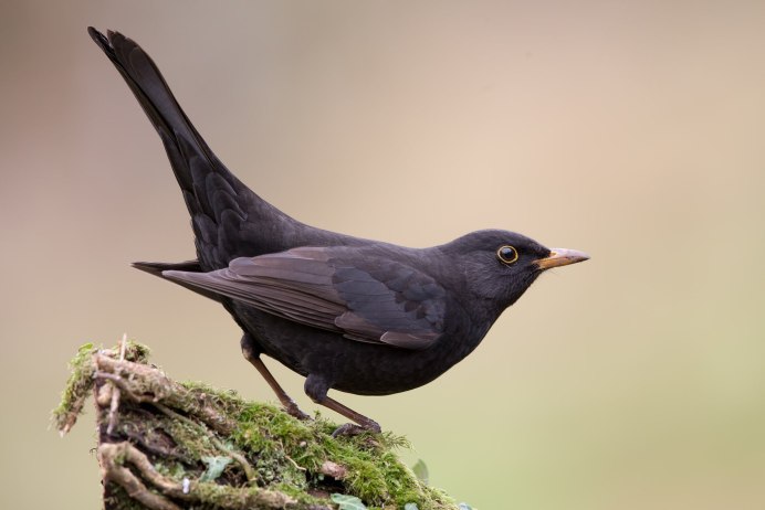 Дрозд чёрный (turdus Merula)