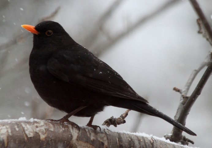 Дрозд Науманна ареал