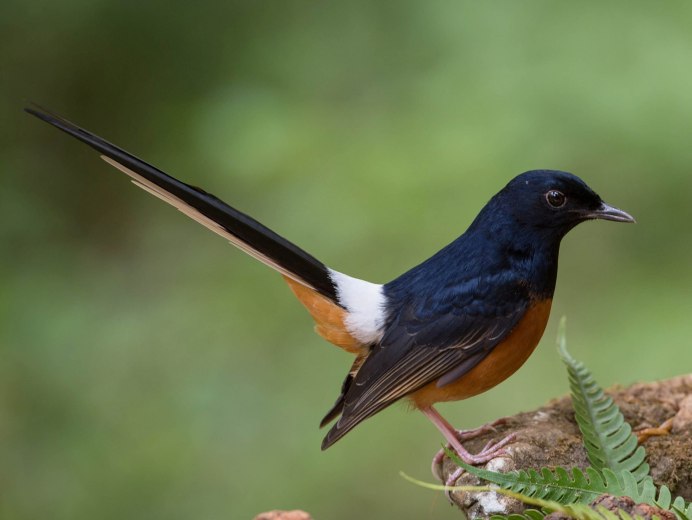 Певчий Дрозд деряба