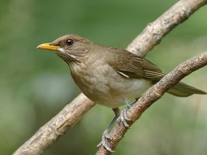 Одноцветный Дрозд