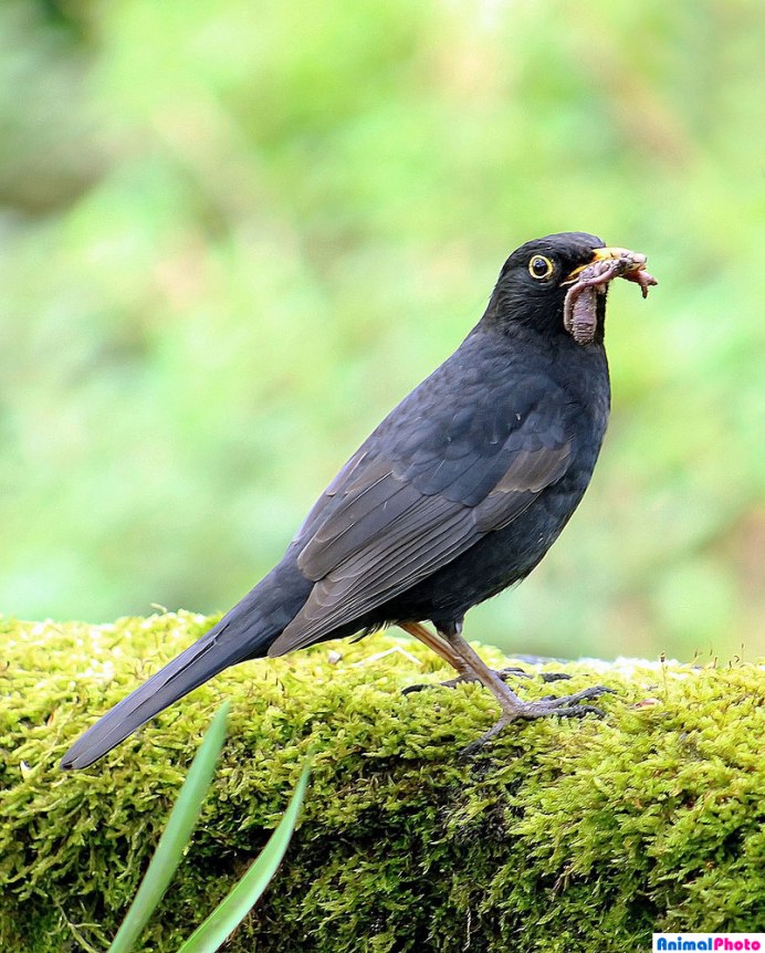 Индийский Дрозд