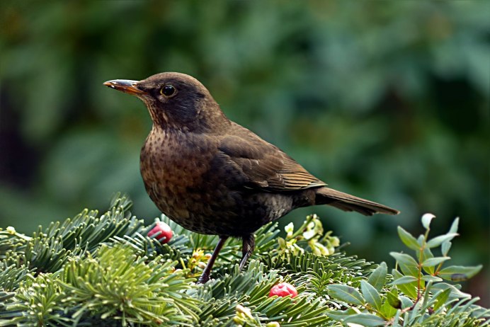 Дрозд чёрный (turdus Merula)