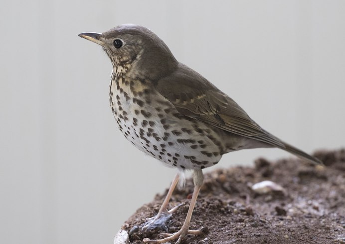 СВЕТЛОГРУДЫЙ Дрозд