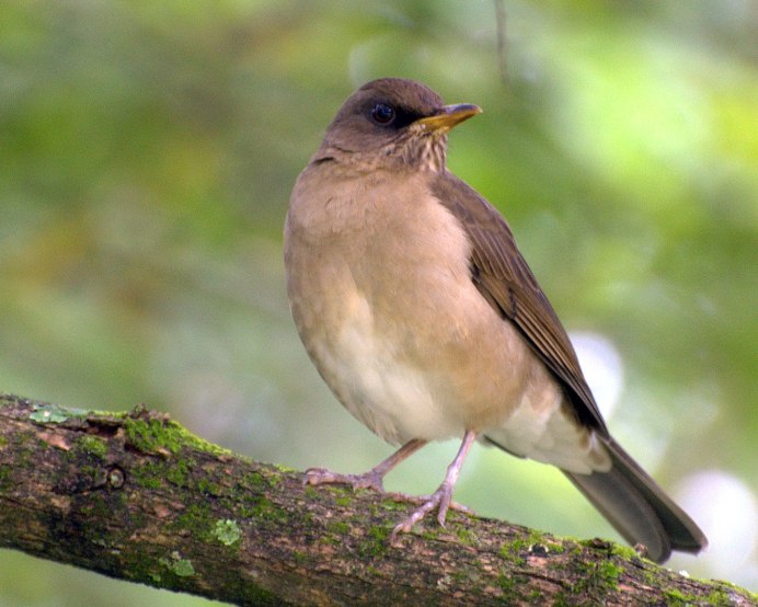 Дрозд чёрный в крапинку