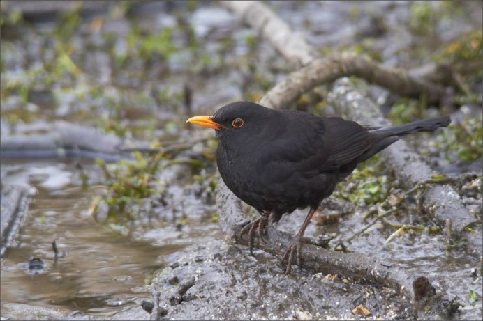 Дрозд подмосковный
