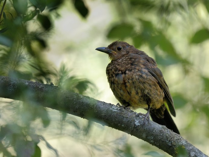 Кремовобрюхий Дрозд