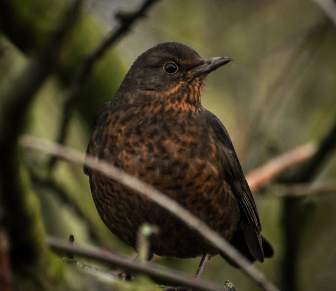 Чёрный Дрозд (лат. Turdus Merula)