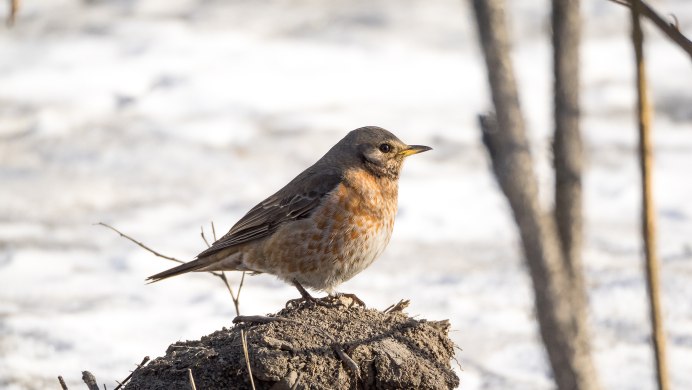 Сизый Дрозд