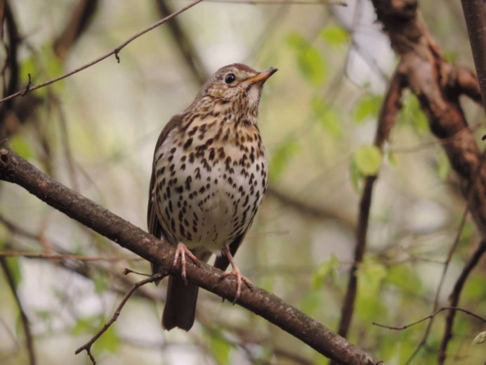Одноцветный Дрозд turdus Unicolor