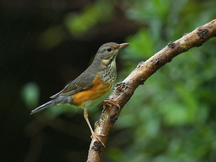 Серый Дрозд (Grey Catbird)