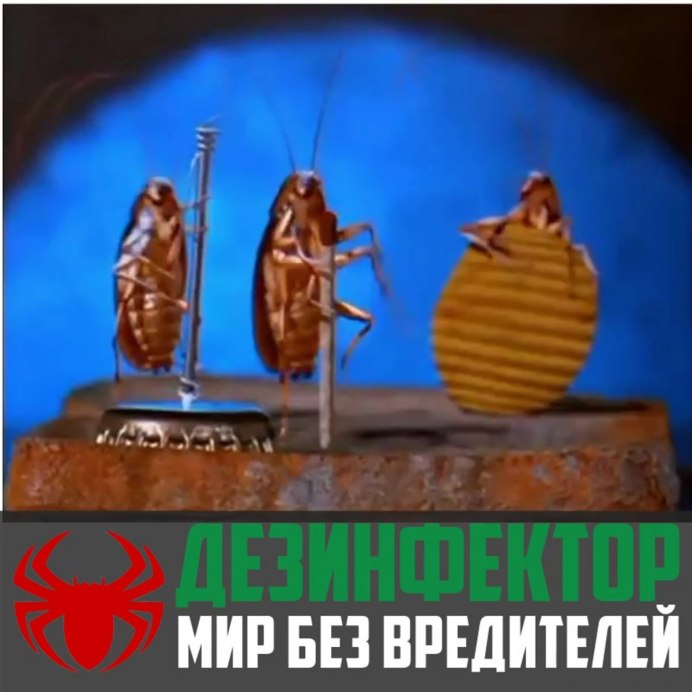 Таракан перевод