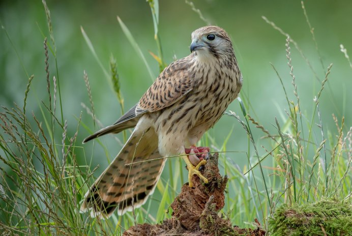 Сокол пустельга Степная
