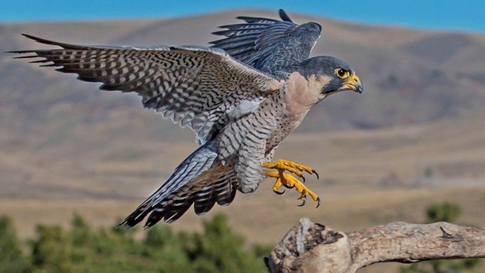 Сокол Сапсан пикирует