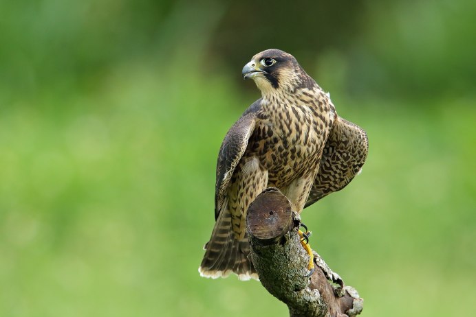 Сокол Сапсан хищник