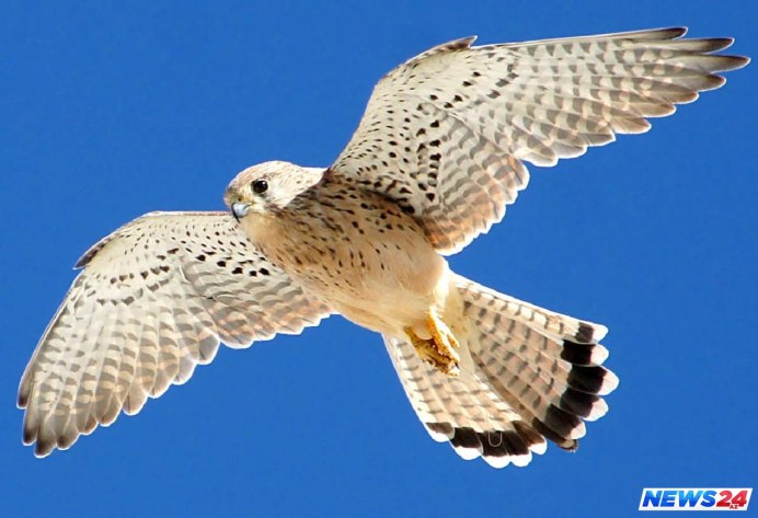 Саранчовый канюк