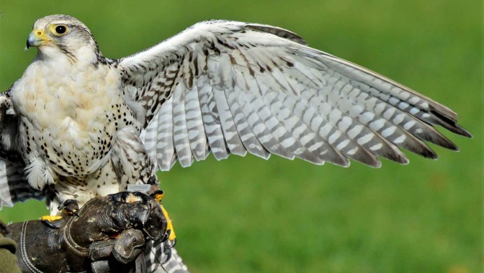 Небольшая хищная птица